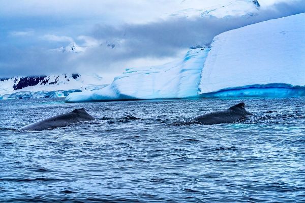 Two Humpback Baleen Whales Chasing Krill blue iceberg Floating sea water Charlotte Bay-Antarctica